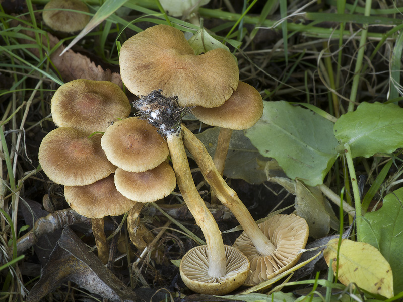 Cortinarius saniosus